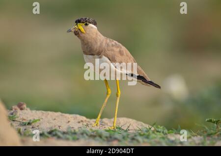 Gelber Kiebitz, Noida, Uttar Pradesh, Indien- 11. September 2019: Ein gelber Kiebitz Vanellus malabaricus, der sein Nest bewacht. Stockfoto