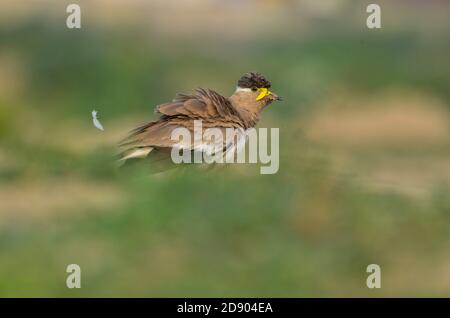 Gelber Kiebitz, Noida, Uttar Pradesh, Indien- 11. September 2019: Ein gelber Kiebitz Vanellus malabaricus, der sein Nest bewacht. Stockfoto