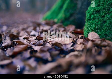 Schönes grünes Moos auf dem Baum und trockene Blätter. Stockfoto