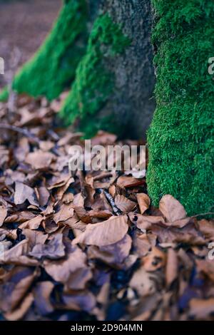 Schönes grünes Moos auf dem Baum und trockene Blätter. Stockfoto