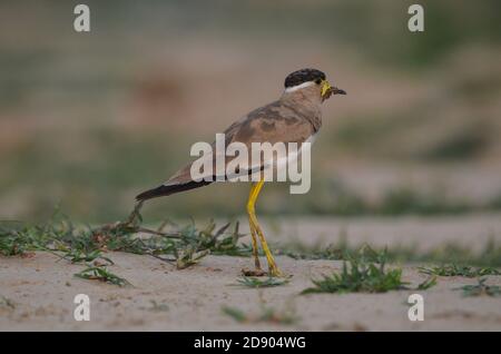 Gelber Kiebitz, Noida, Uttar Pradesh, Indien- 11. September 2019: Ein gelber Kiebitz Vanellus malabaricus steht und bewacht ihr Nest Stockfoto