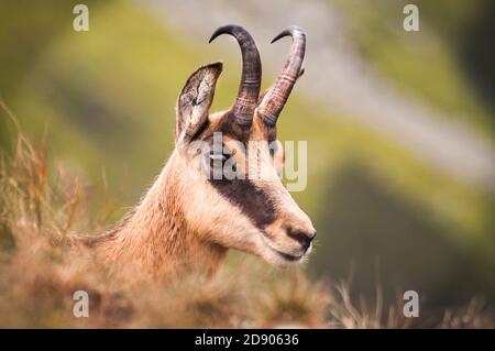 Tatra chamois (Rupicapra Rupicapra tatrica), Niedere Tatra (Nizke Tatry), Slowakei, Europa, Kopfdetail, Stockfoto