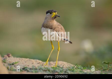 Gelber Kiebitz, Noida, Uttar Pradesh, Indien- 11. September 2019: Ein gelber Kiebitz Vanellus malabaricus steht und bewacht ihr Nest Stockfoto