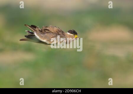 Gelber Kiebitz, Noida, Uttar Pradesh, Indien- 11. September 2019: Ein gelber Kiebitz Vanellus malabaricus steht und bewacht ihr Nest. Stockfoto