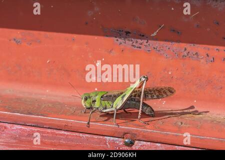 Wanderheuschrecke (Locusta emigratoria), Stadt Isehara, Präfektur Kanagawa, Japan Stockfoto