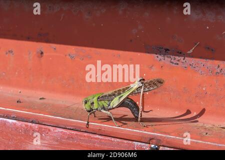 Wanderheuschrecke (Locusta emigratoria), Stadt Isehara, Präfektur Kanagawa, Japan Stockfoto