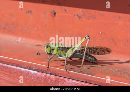 Wanderheuschrecke (Locusta emigratoria), Stadt Isehara, Präfektur Kanagawa, Japan Stockfoto