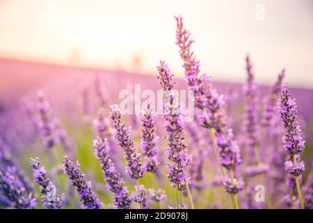 Lavendelfeld im Sommer. Lavendelblüten bei Sonnenuntergang in der Provence, Frankreich. Nahaufnahme Naturblick, blühende Blumenlandschaft, sommerblühende Landschaft Stockfoto