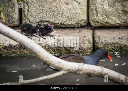 Ein gewöhnlicher Moorhen Gallinula chloropus und seine Küken in einem See in Newquay in Cornwall. Stockfoto