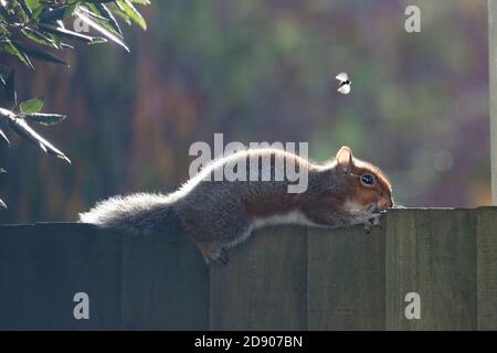 London, Großbritannien. November 2020. Wetter in Großbritannien, 2. November 2020: Eine sonnige Pause zwischen den Duschen gibt einem grauen Eichhörnchen die Möglichkeit, sich auf einem Gartenzaun in Clapham, im Süden Londons, zu sonnen. Anna Watson/Alamy Live News Kredit: Anna Watson/Alamy Live News Stockfoto