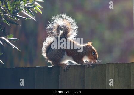 London, Großbritannien. November 2020. Wetter in Großbritannien, 2. November 2020: Eine sonnige Pause zwischen den Duschen gibt einem grauen Eichhörnchen die Möglichkeit, sich auf einem Gartenzaun in Clapham, im Süden Londons, zu sonnen. Anna Watson/Alamy Live News Kredit: Anna Watson/Alamy Live News Stockfoto