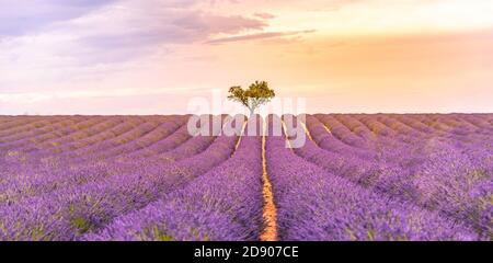 Panoramablick auf das französische Lavendelfeld bei Sonnenuntergang. Sonnenuntergang über einem violetten Lavendelfeld in der Provence, Frankreich, Valensole. Sommer Natur Landschaft