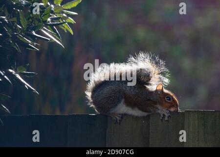 London, Großbritannien. November 2020. Wetter in Großbritannien, 2. November 2020: Eine sonnige Pause zwischen den Duschen gibt einem grauen Eichhörnchen die Möglichkeit, sich auf einem Gartenzaun in Clapham, im Süden Londons, zu sonnen. Anna Watson/Alamy Live News Kredit: Anna Watson/Alamy Live News Stockfoto