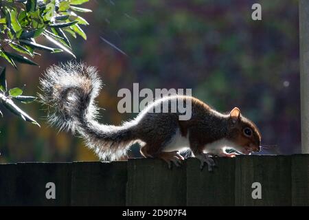 London, Großbritannien. November 2020. Wetter in Großbritannien, 2. November 2020: Eine sonnige Pause zwischen den Duschen gibt einem grauen Eichhörnchen die Möglichkeit, sich auf einem Gartenzaun in Clapham, im Süden Londons, zu sonnen. Anna Watson/Alamy Live News Kredit: Anna Watson/Alamy Live News Stockfoto