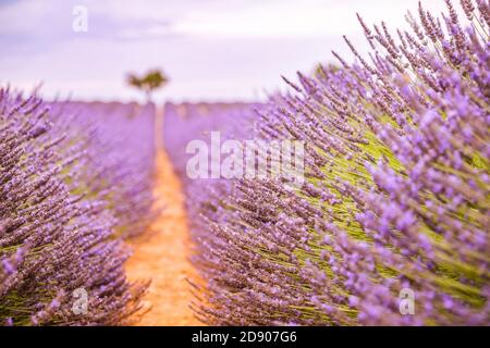 Lavendelfelder bei Sonnenuntergang in der Nähe von Valensole, Provence, Frankreich. Wunderschöne Sommerlandschaft. Sonnenuntergang mit einem einzigen Baum, blühenden Blumen, erstaunliche Natur Stockfoto