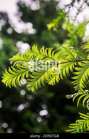 Das Laub eines Metasequoia glyptostroboides Dawn Redwood Baumes. Stockfoto