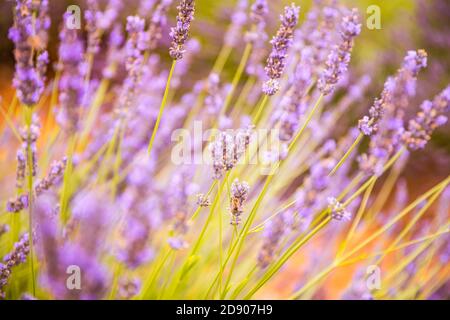 Lavendelfeld im Sommer. Lavendelblüten bei Sonnenuntergang in der Provence, Frankreich. Nahaufnahme Naturblick, blühende Blumenlandschaft, sommerblühende Landschaft