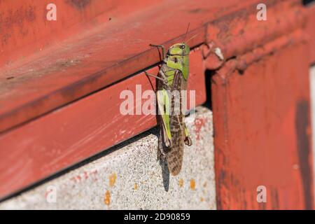 Wanderheuschrecke (Locusta emigratoria), Stadt Isehara, Präfektur Kanagawa, Japan Stockfoto