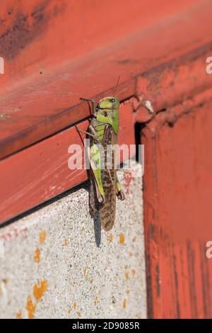 Wanderheuschrecke (Locusta emigratoria), Stadt Isehara, Präfektur Kanagawa, Japan Stockfoto