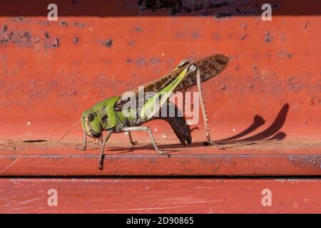 Wanderheuschrecke (Locusta emigratoria), Stadt Isehara, Präfektur Kanagawa, Japan Stockfoto