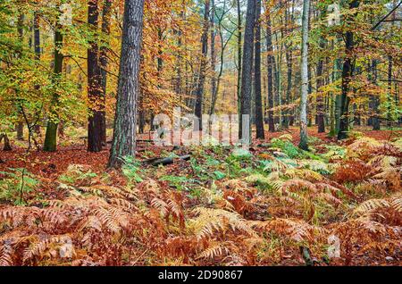 Tiefer Wald im verregneten Herbst. Stockfoto