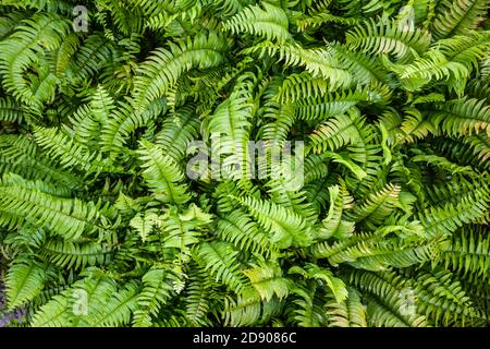 Makroansicht von grünen Farnblüten. Grüner Pflanzenfarn blühte. Farn auf dem Hintergrund von grünen Pflanzen. Abstrakte Natur Nahaufnahme Stockfoto