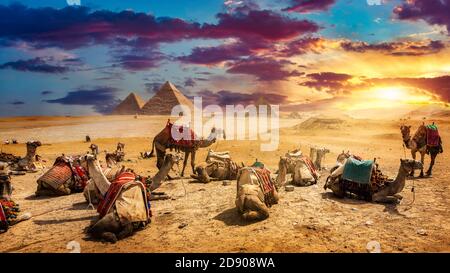 Kamele in sandiger Wüste in der Nähe von Pyramiden am Abend Stockfoto