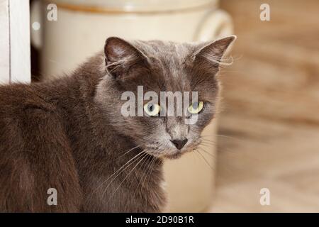 Porträt einer hübschen chartreux Katze mit langen Haaren und gelben Augen. Stockfoto