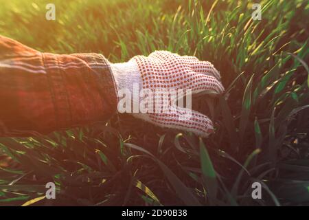 Bauern, die auf dem Feld Radrasen berühren und die Entwicklung von Getreideernten untersuchen, selektiver Fokus Stockfoto