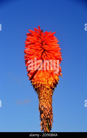 Single Kniphofia 'Percy's Pride' (Red Hot Poker) in einer Grenze bei RHS Garden Harlow Carr, Harrogate, Yorkshire, England, Großbritannien gewachsen. Stockfoto