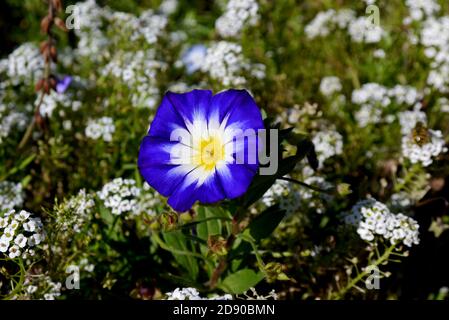 Single Convolvulus Tricolor 'Blue Ensign' (Zwerg Morning Glory) Blume in einer Grenze bei RHS Garden Harlow Carr, Harrogate, Yorkshire, England, Großbritannien angebaut. Stockfoto