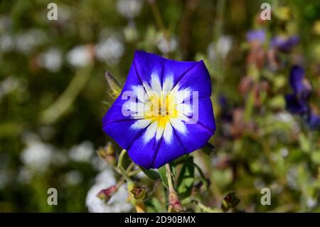 Single Convolvulus Tricolor 'Blue Ensign' (Zwerg Morning Glory) Blume in einer Grenze bei RHS Garden Harlow Carr, Harrogate, Yorkshire, England, Großbritannien angebaut. Stockfoto