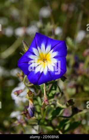 Single Convolvulus Tricolor 'Blue Ensign' (Zwerg Morning Glory) Blume in einer Grenze bei RHS Garden Harlow Carr, Harrogate, Yorkshire, England, Großbritannien angebaut. Stockfoto