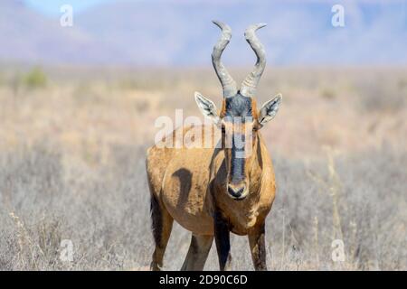 Roter Hartebeest (Alcelaphus buselaphus), Porträt, Blick auf die Kamera, Mountain Zebra National Park, Eastern Cape, Südafrika Stockfoto