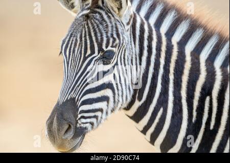 Burchell's Zebras (Equus quagga burchelli), Fohlenportrait, Blick in die Kamera, Addo Elephant National Park, Südafrika Stockfoto