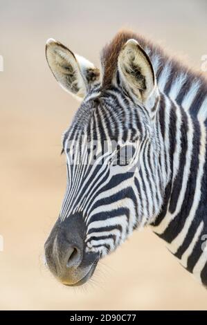 Burchell's Zebras (Equus quagga burchelli), Fohlenportrait, Blick in die Kamera, Addo Elephant National Park, Südafrika Stockfoto