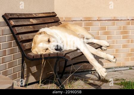 Zentralasiatischer Schäferhund Rüde Erwachsene Alababi Rasse schlafen auf Eine Bank Stockfoto