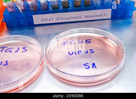 Bat Coronavirus ZC45 auf Petrischale, COVID-19 Studie im Labor, konzeptuelles Bild Stockfoto