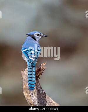 Einen Blue Jay sitzt auf einem Verwitterten stumpf in Cheyenne, Wyoming Stockfoto