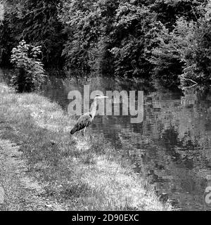 Graureiher am Ufer des Grand Union Canal in Stoke Hammond, Milton Keynes Stockfoto