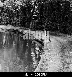 Graureiher am Ufer des Grand Union Canal in Stoke Hammond, Milton Keynes Stockfoto