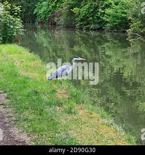 Graureiher am Ufer des Grand Union Canal in Stoke Hammond, Milton Keynes Stockfoto