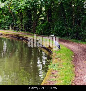 Graureiher am Ufer des Grand Union Canal in Stoke Hammond, Milton Keynes Stockfoto