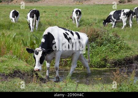 Eine Kuh, die einen flachen Bach in Wareham, Dorset in Großbritannien überquert Stockfoto