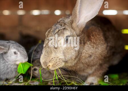 Ein kleines graues Kaninchen neben meiner Mutter. Berühren von Tierbeziehungen. Stockfoto