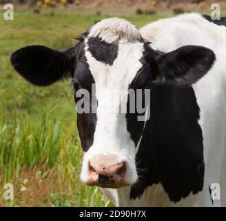 Nahaufnahme einer schwarz-weißen Kuh auf einem Feld in Wareham, Dorset, Großbritannien Stockfoto