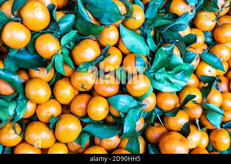 Ein Haufen frisch geernteter Mandarinenorangen mit Blättern am Stamm Stockfoto