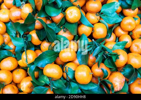 Ein Haufen frisch geernteter Mandarinenorangen mit Blättern am Stamm Stockfoto