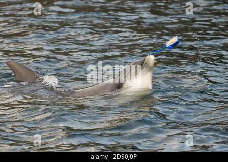 Wilder einsamer, geselliger oder interaktiver Bottlenose-Delfin Dusty (Tursiops truncatus), der mit der Schwimmerkamera spielt, Co Clare, Irland Stockfoto