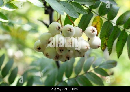 Sorbus 'Cashmiriana'. Kashmir Eberesche Baumbeeren. VEREINIGTES KÖNIGREICH Stockfoto